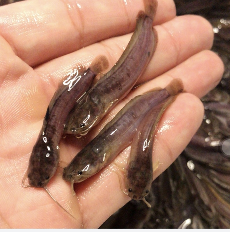 优选塘鲺鱼苗塘角鱼苗产地直销直供批发现货
