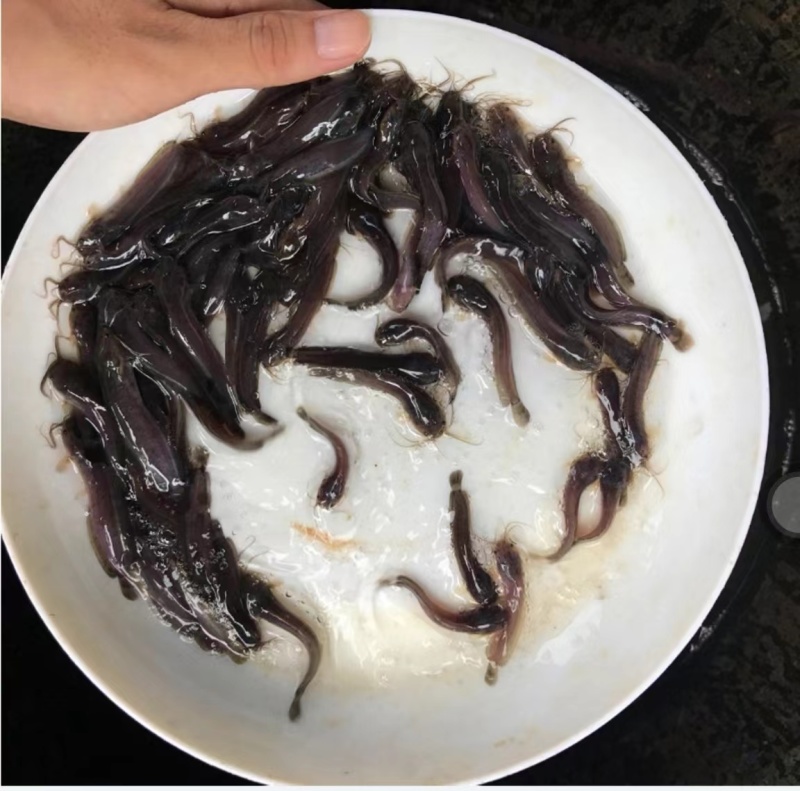 优选塘鲺鱼苗塘角鱼苗产地直销直供批发现货