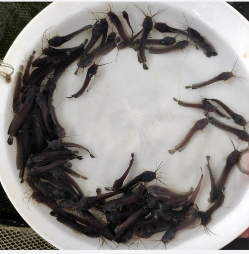 优选塘鲺鱼苗塘角鱼苗产地直销直供批发现货
