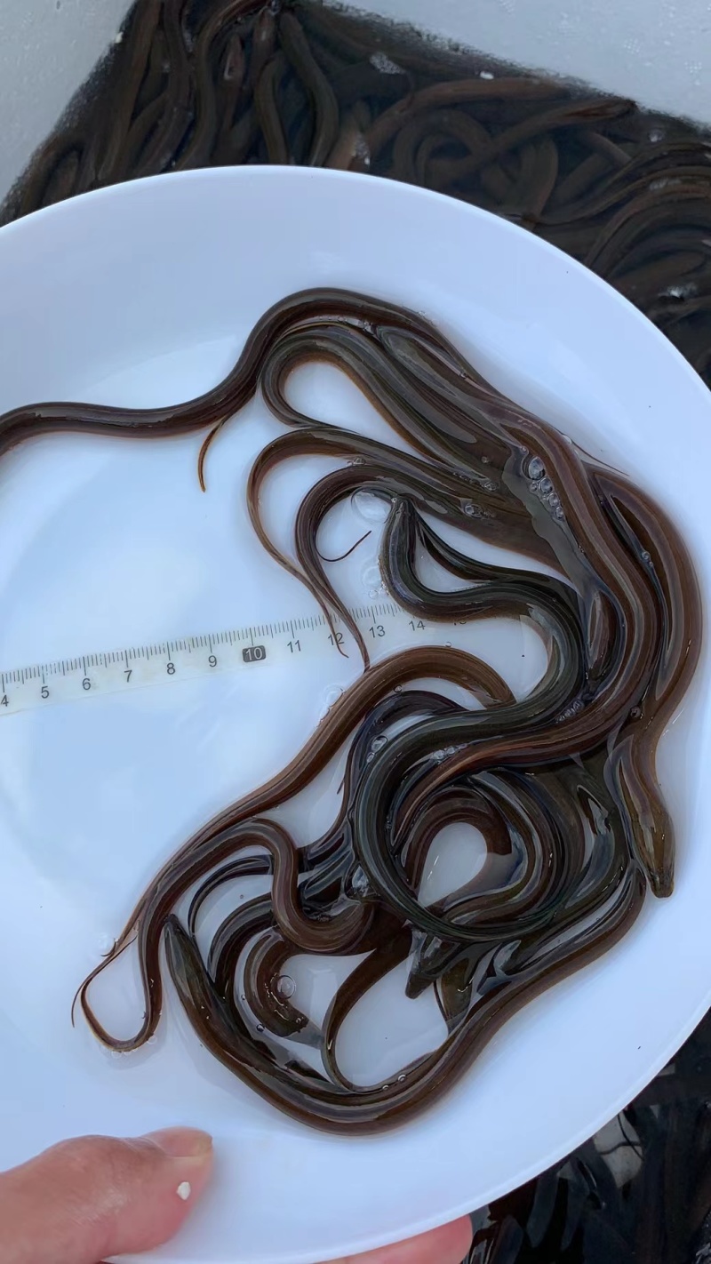 优质黄鳝苗产地直销直供批发现货技术跟踪
