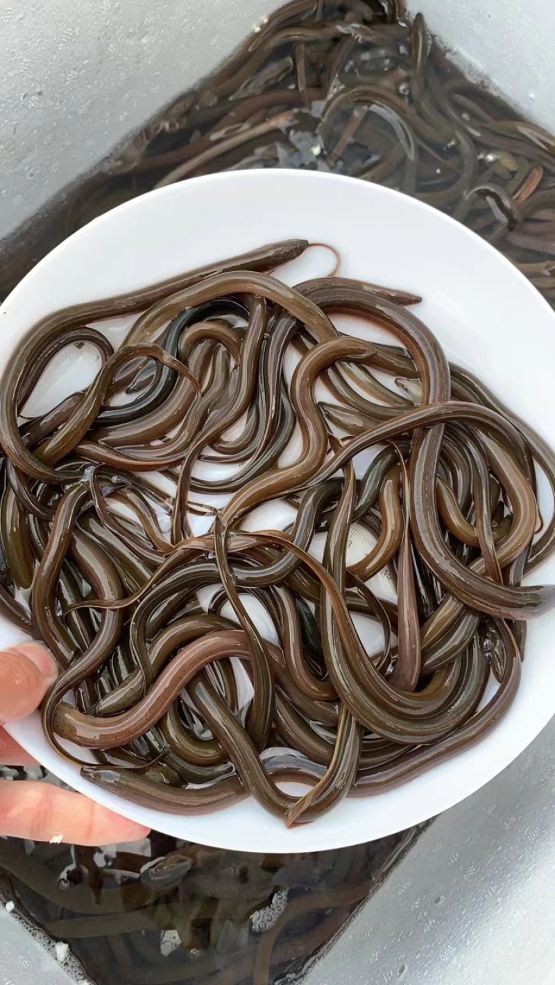 优质黄鳝苗产地直销直供批发现货技术跟踪