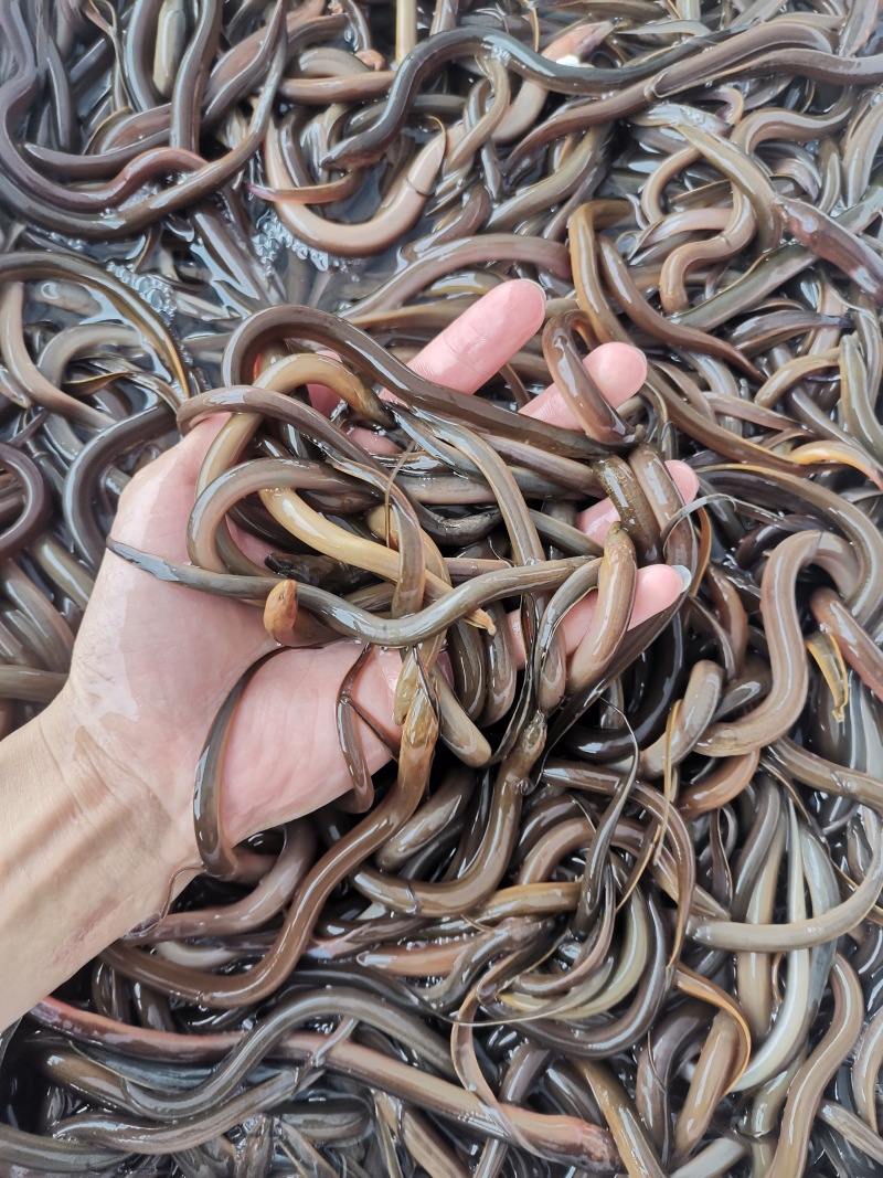 优质黄鳝苗产地直销直供批发现货技术跟踪
