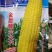 荠荠菜种子荠菜种子荠荠菜种子面条菜种子