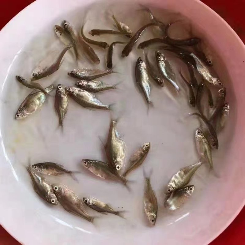沙边武昌鱼苗产地直销直供批发现货技术指导全国可售
