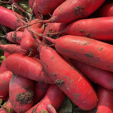 红皮萝卜，产地直销！千亩基地！欢迎全国客商前来采购！