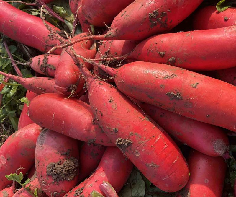 红皮萝卜，产地直销！千亩基地！欢迎全国客商前来采购！