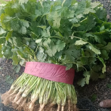 精品大棚香菜大量上市有现货