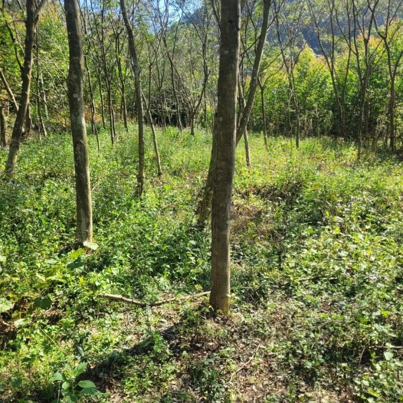 海南黄花梨30公分至40公分