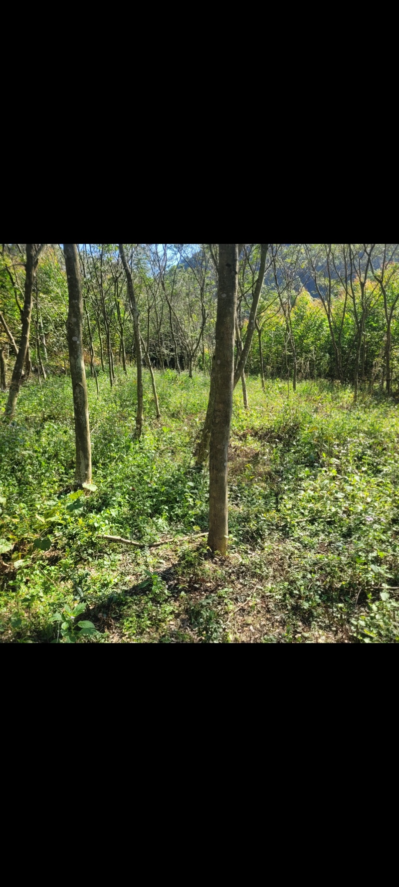 海南黄花梨30公分至40公分