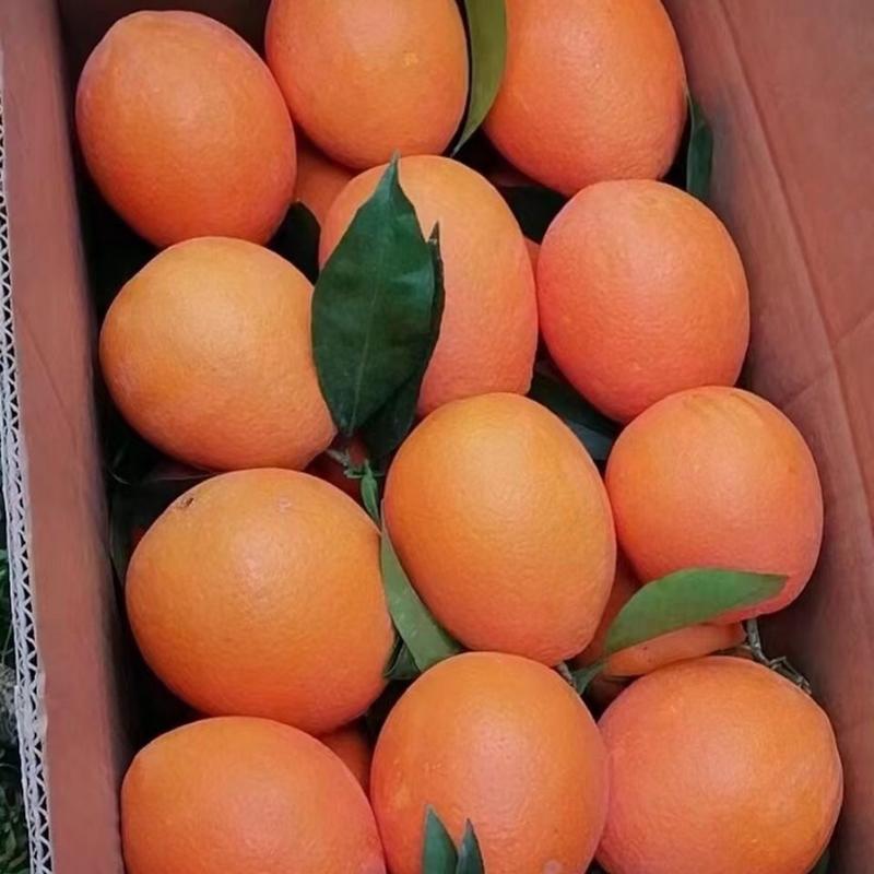 【长虹脐橙❤️】产地一手货源质量保证批发电商价格便宜