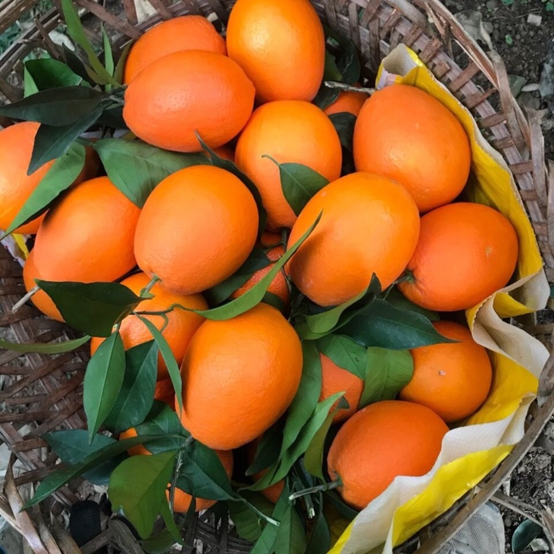 【长虹脐橙❤️】产地一手货源质量保证批发电商价格便宜