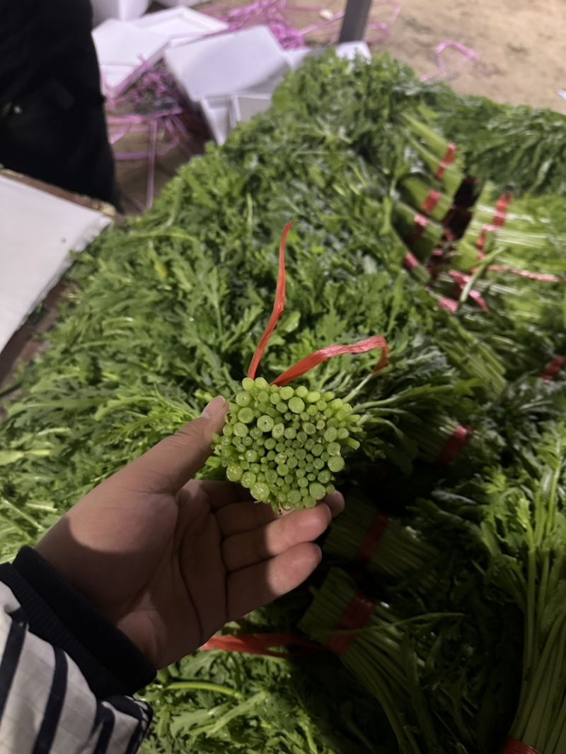 大型基地光杆茼蒿，产地直销，支持实地考察和视频看货