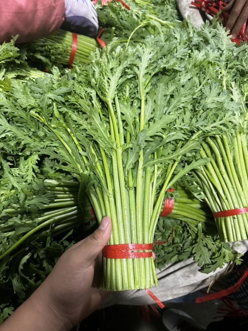 大型基地光杆茼蒿，产地直销，支持实地考察和视频看货