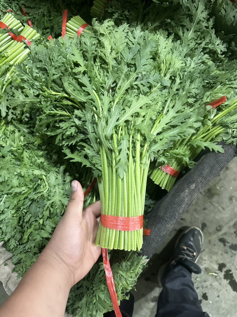 大型基地光杆茼蒿，产地直销，支持实地考察和视频看货