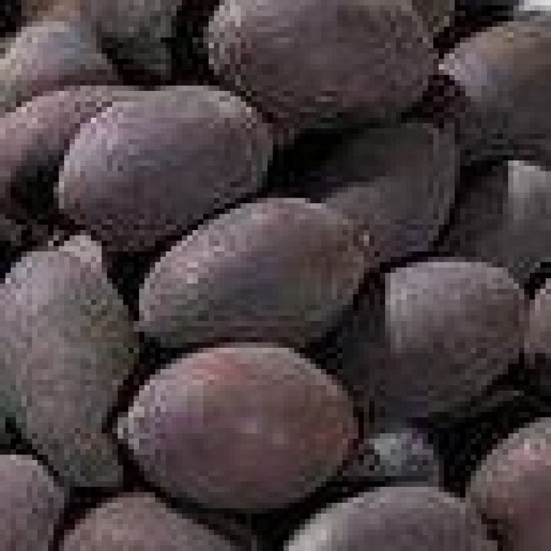 石莲子甜石莲莲实壳莲子带皮莲子双肾子