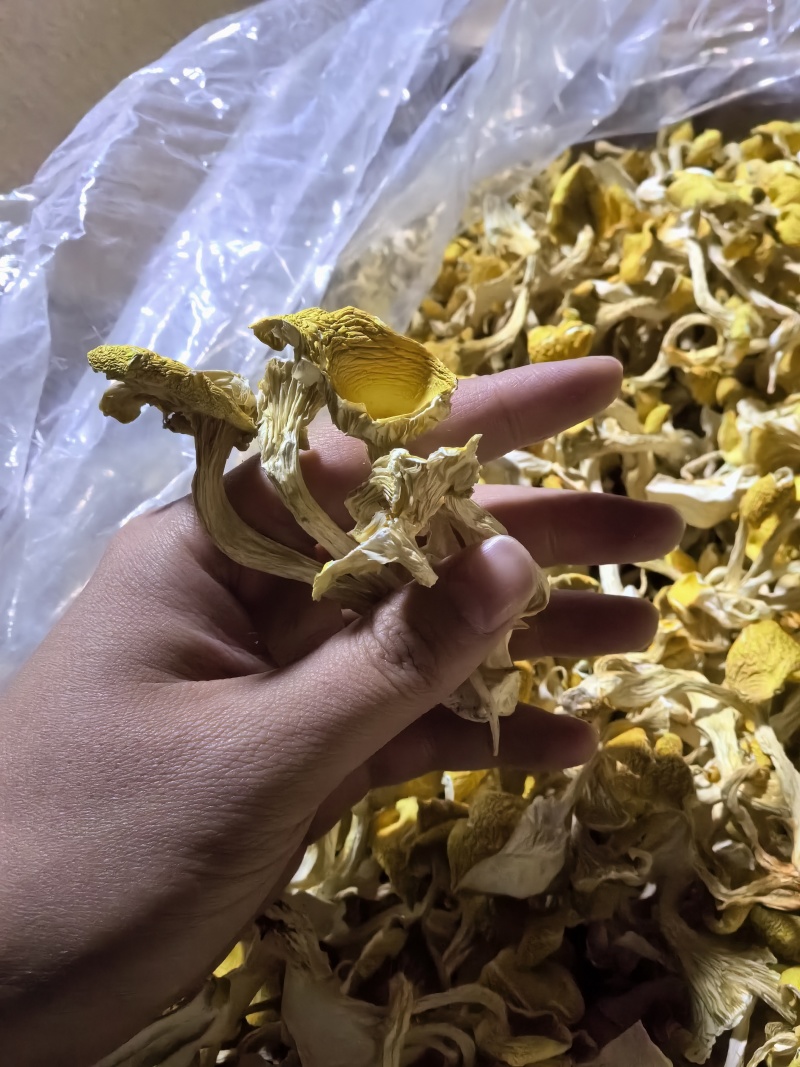 鸡油菌，鸡油黄，大货批发云南工厂，自有种植基地包邮价