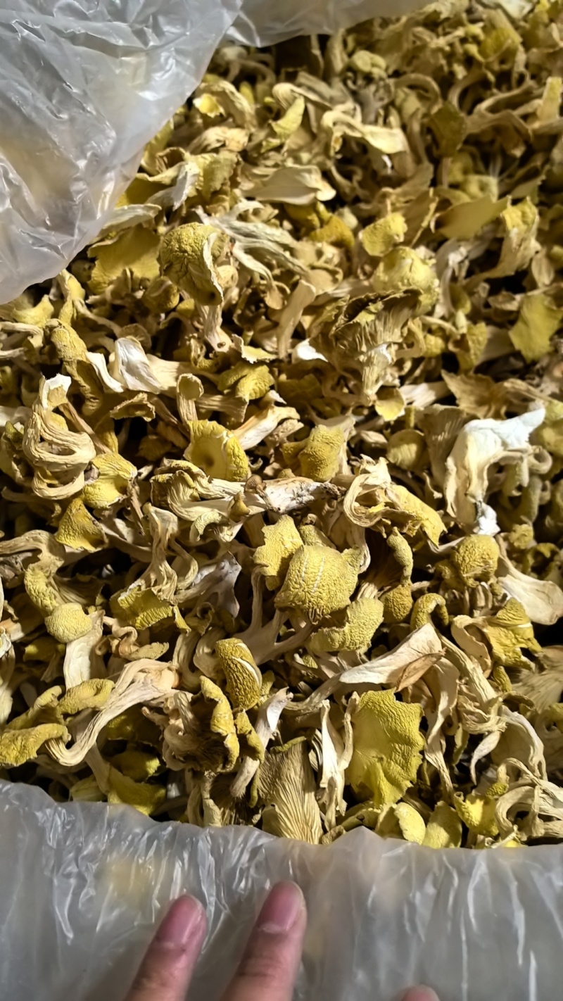 鸡油菌，鸡油黄，大货批发云南工厂，自有种植基地包邮价