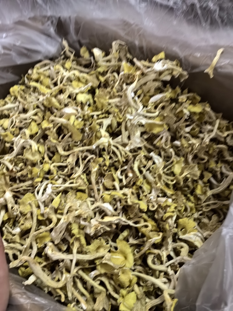 鸡油菌，鸡油黄，大货批发云南工厂，自有种植基地包邮价
