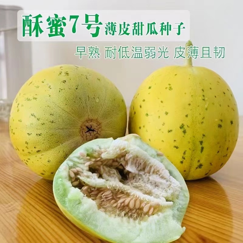 早熟高糖杂交一代薄皮甜瓜种子果皮绿黄色覆绿色斑块果肉绿色