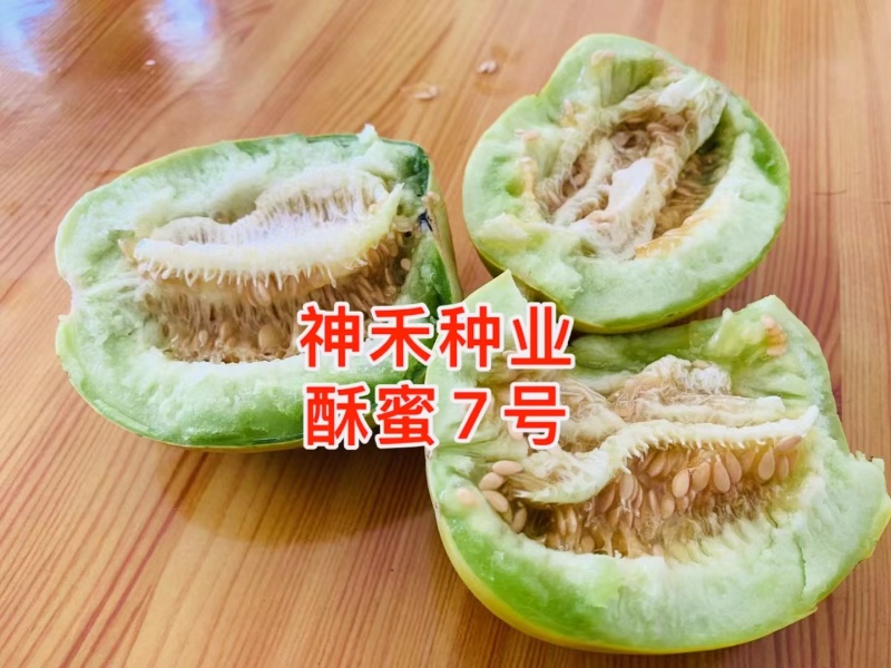 早熟高糖杂交一代薄皮甜瓜种子果皮绿黄色覆绿色斑块果肉绿色