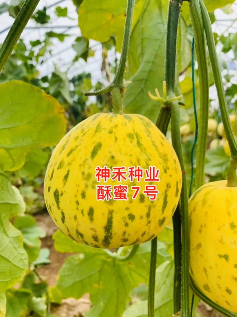 早熟高糖杂交一代薄皮甜瓜种子果皮绿黄色覆绿色斑块果肉绿色