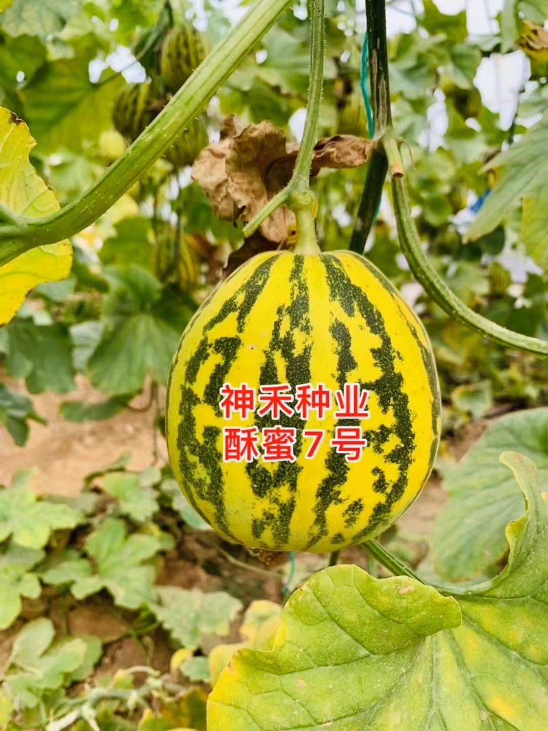 早熟高糖杂交一代薄皮甜瓜种子果皮绿黄色覆绿色斑块果肉绿色