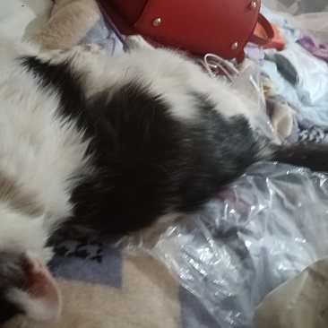 宠物猫