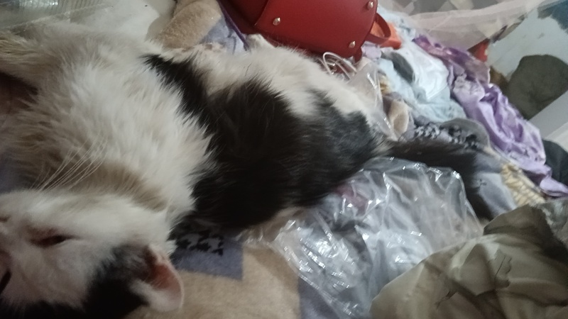 宠物猫