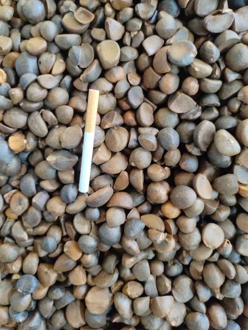 纯正山茶油