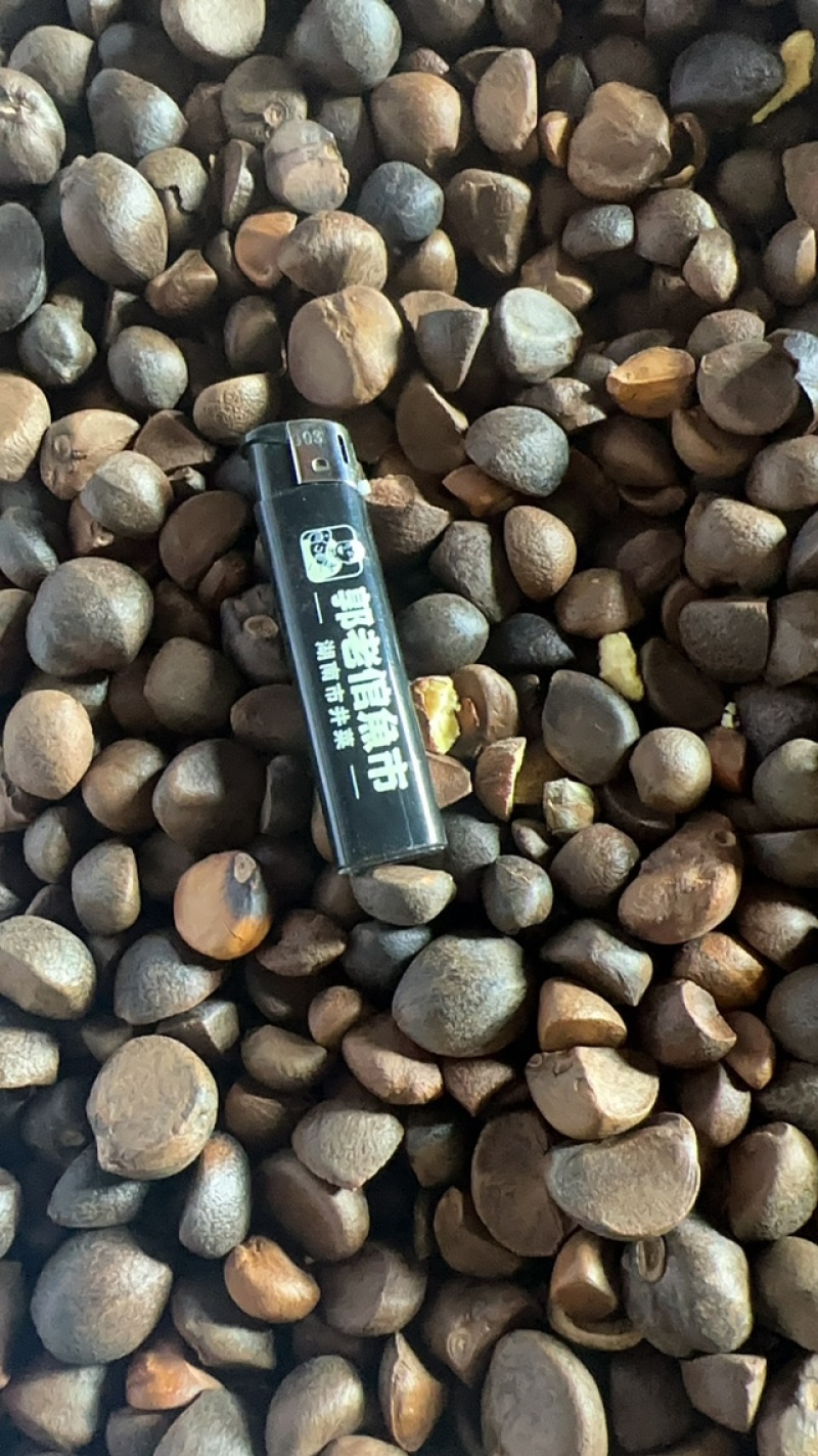 纯正山茶油