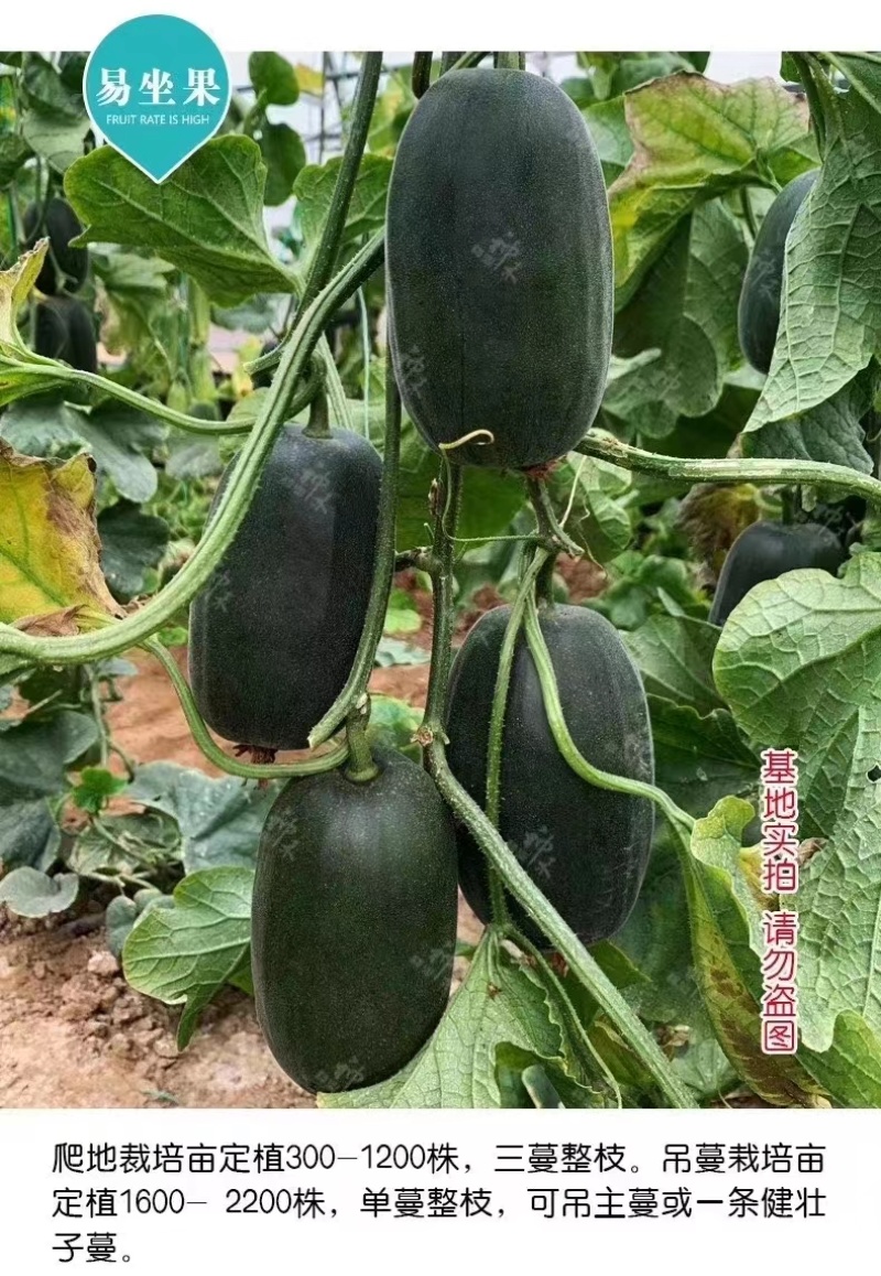 杂交一代薄皮甜瓜种子坐果能力强果皮墨绿色果肉碧绿肉厚腔小