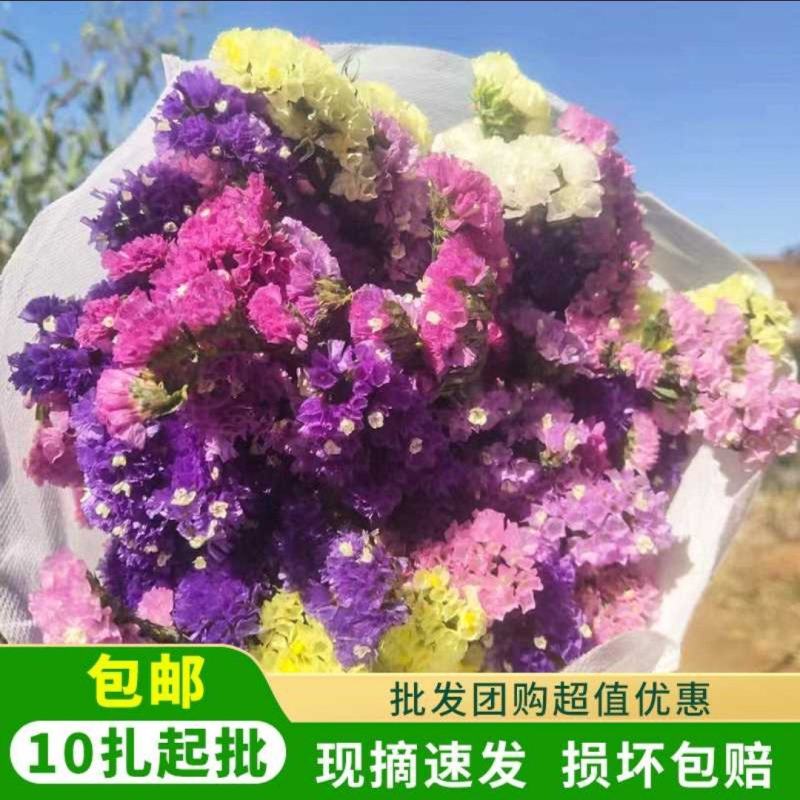 勿忘我鲜花6.8元每斤带无纺布保鲜剂可直接销售。快递包邮