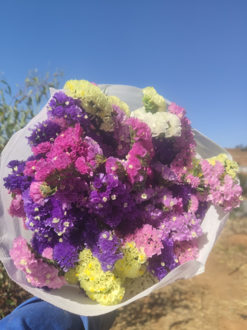 勿忘我鲜花6.8元每斤带无纺布保鲜剂可直接销售。快递包邮