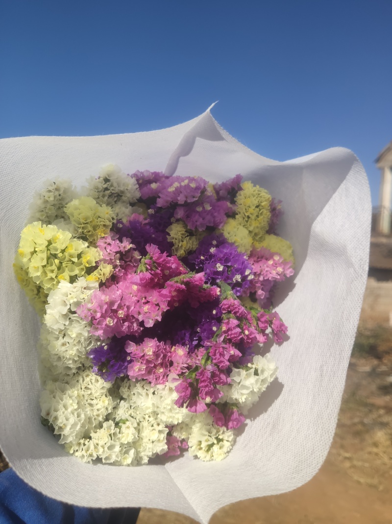 勿忘我鲜花6.8元每斤带无纺布保鲜剂可直接销售。快递包邮
