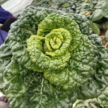 黄心白菜，品质优选，货源充足