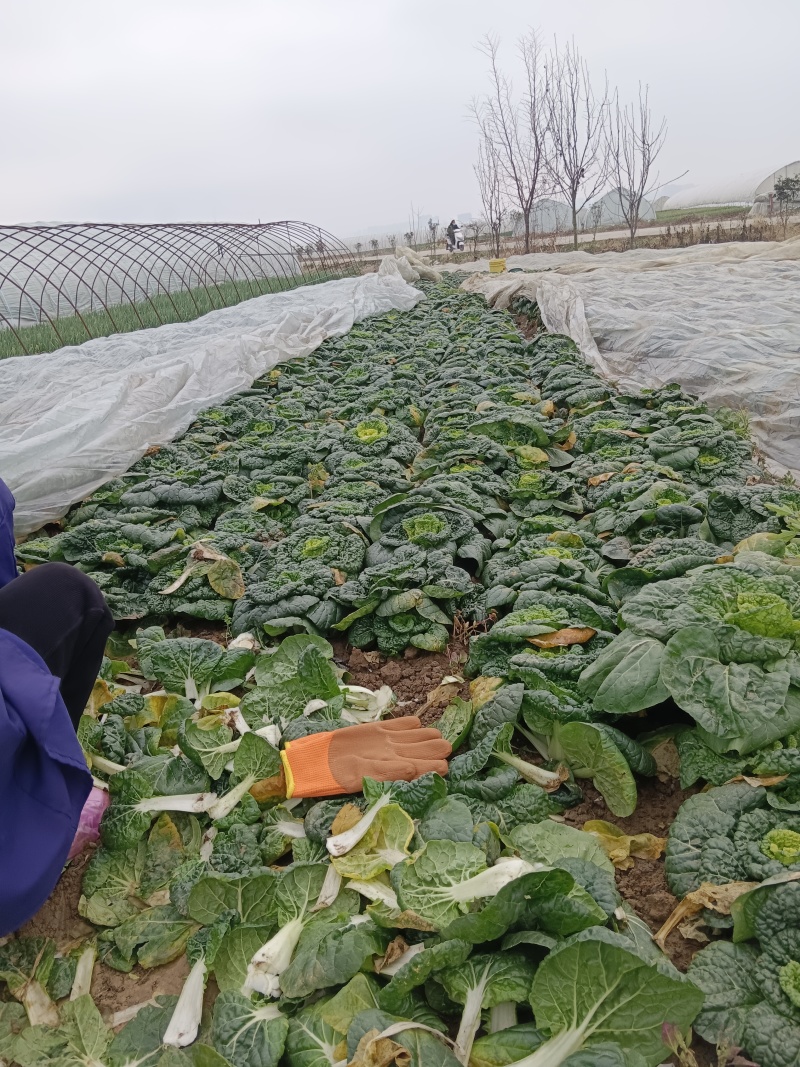 黄心白菜，品质优选，货源充足