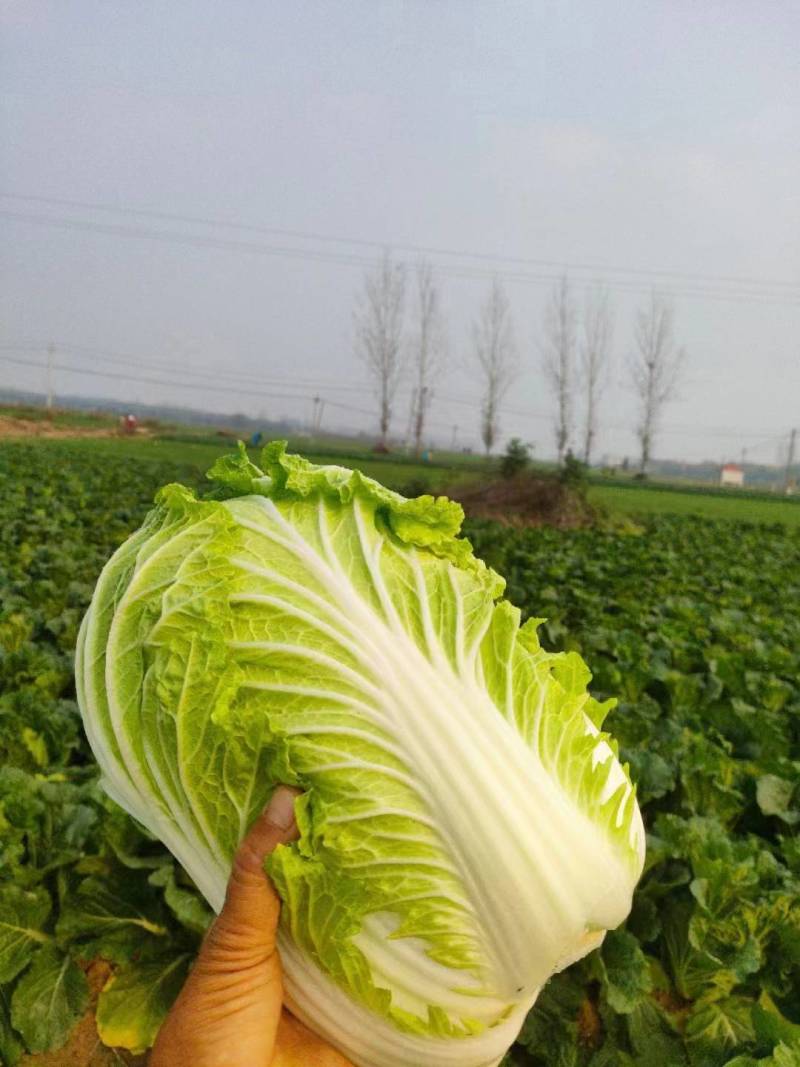 陕西城固县义和秋黄心白菜叶绿脆甜无丝大量有货