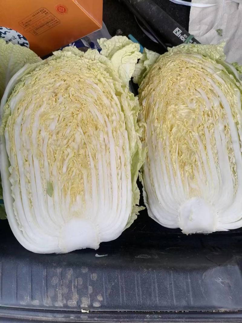 陕西城固县义和秋黄心白菜叶绿脆甜无丝大量有货