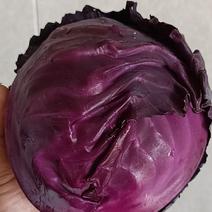 甘蓝菜，紫甘蓝，兰州包批发零售