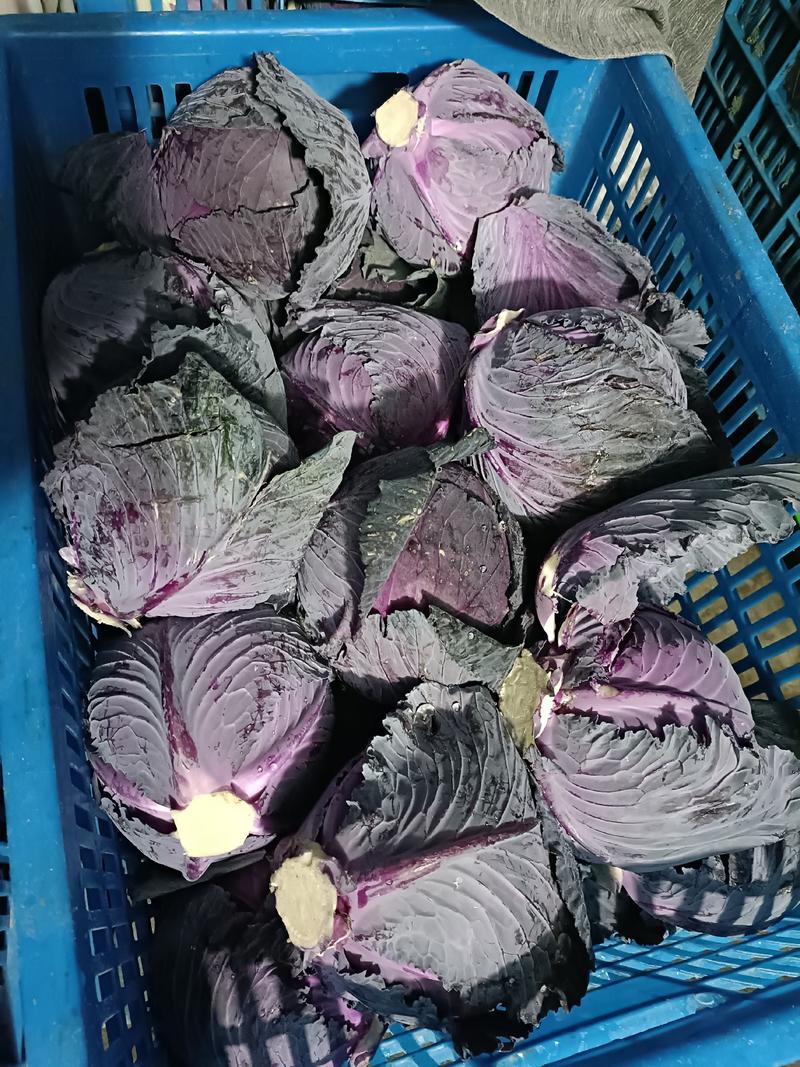 甘蓝菜，紫甘蓝，兰州包批发零售