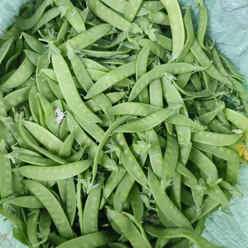 广西横县大量供应新苗荷兰豆靓兰豆豌豆片甜豆