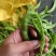 广西横县大量供应新苗荷兰豆靓兰豆豌豆片甜豆