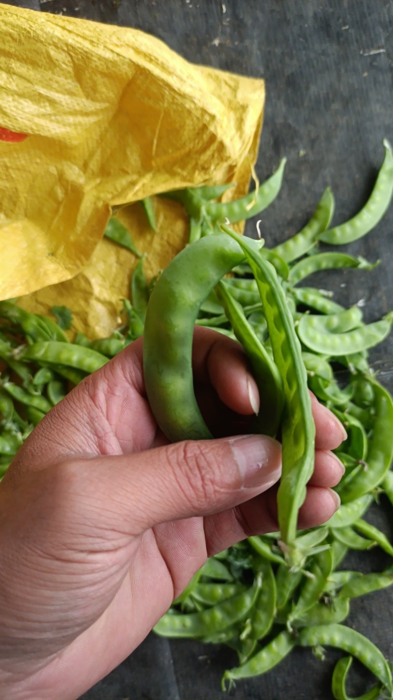 广西横县大量供应新苗荷兰豆靓兰豆豌豆片甜豆
