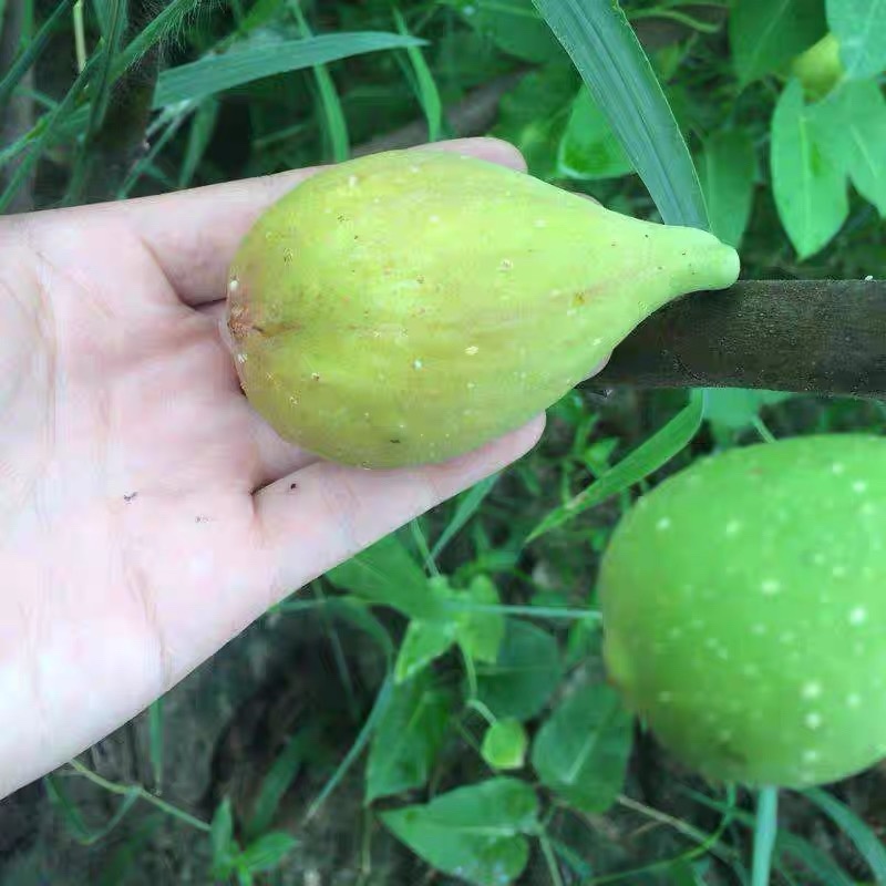 无花果苗巴劳奈品种纯正死苗包赔