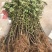 无花果苗巴劳奈品种纯正死苗包赔