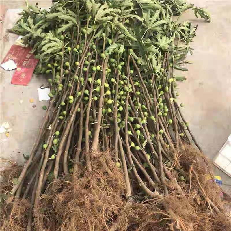 无花果苗巴劳奈品种纯正死苗包赔