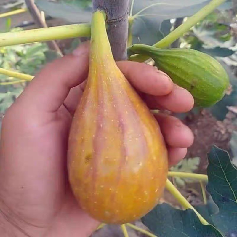 无花果苗巴劳奈品种纯正死苗包赔