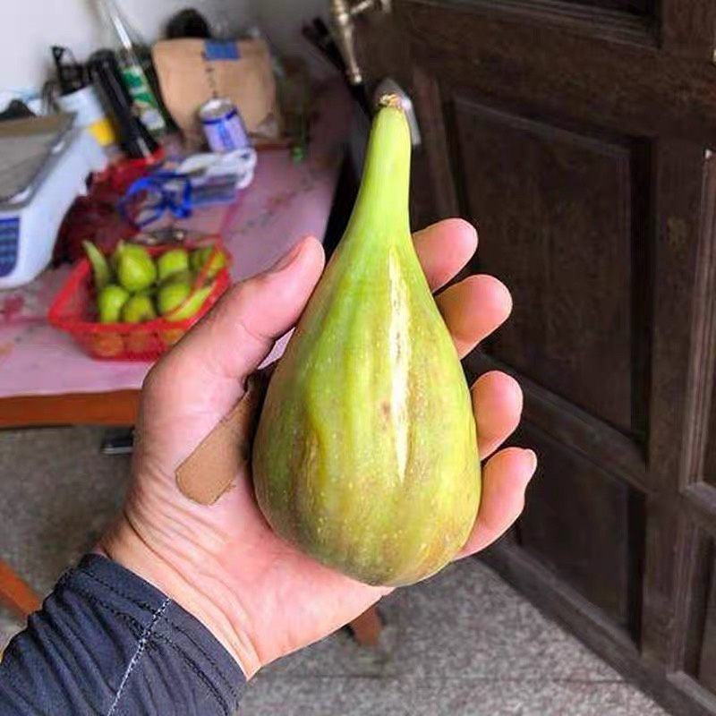 无花果苗巴劳奈品种纯正死苗包赔