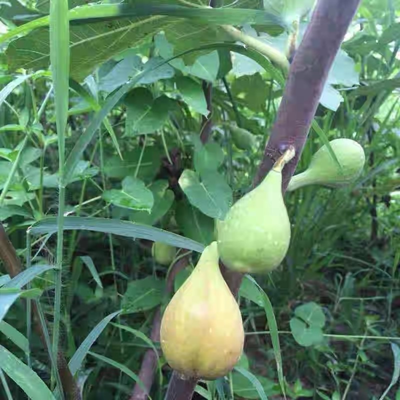 无花果苗巴劳奈品种纯正死苗包赔