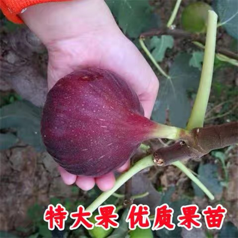 无花果苗波姬红品种纯正死苗包赔